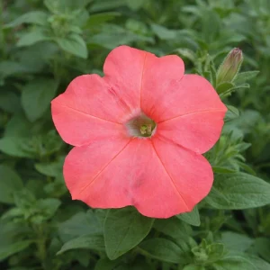 Petunia Seeds – Soft Coral Hanging Basket & Container Flowers – 20 Seeds - Image 14