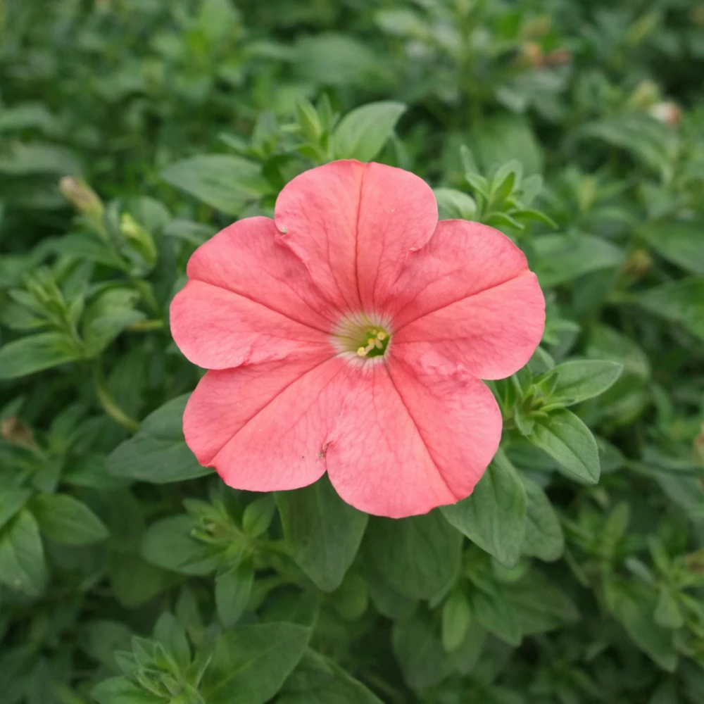 Petunia Seeds – Soft Coral Hanging Basket & Container Flowers – 20 Seeds - Image 2