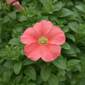Petunia Seeds – Soft Coral Hanging Basket & Container Flowers – 20 Seeds - Image 3
