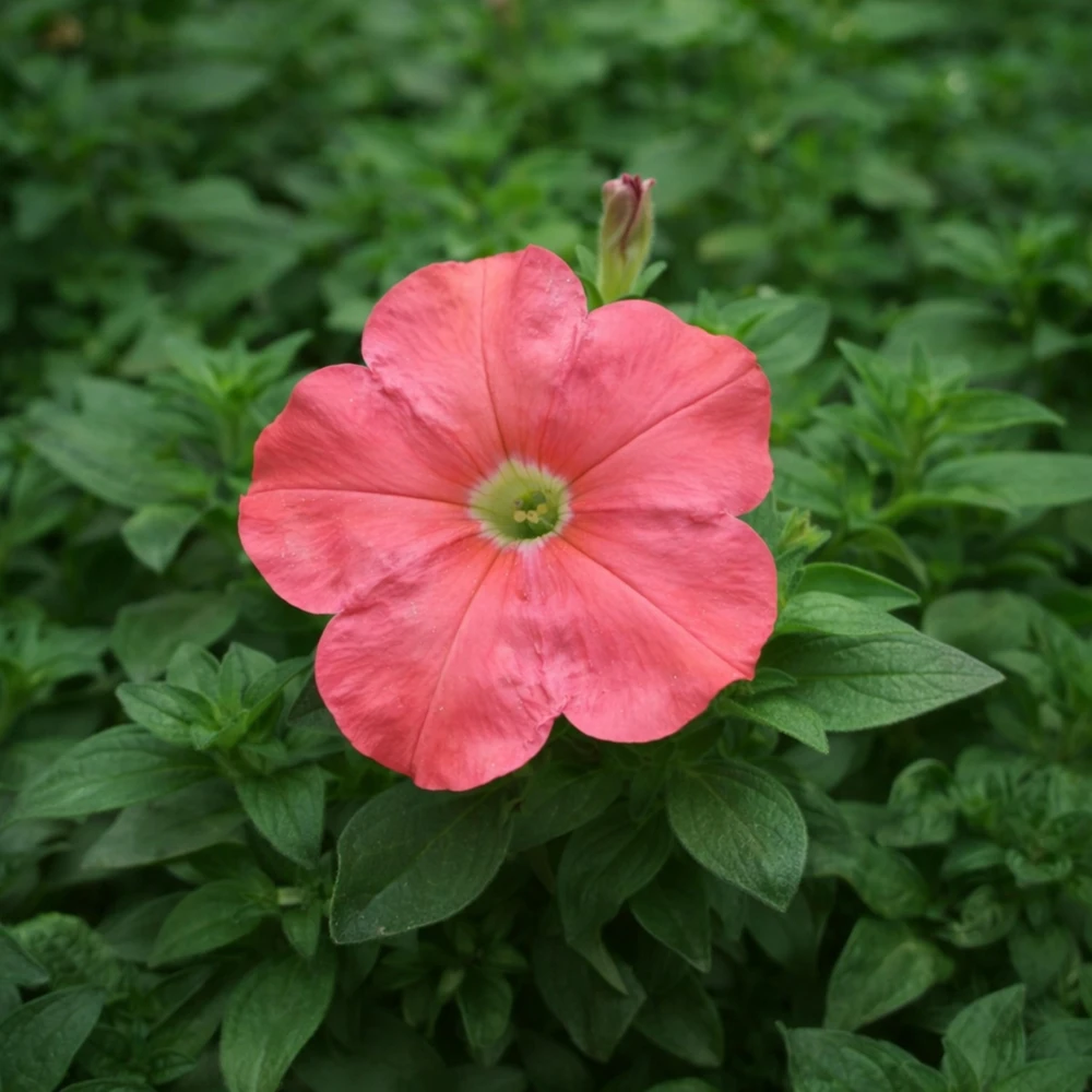 Petunia Seeds – Soft Coral Hanging Basket & Container Flowers – 20 Seeds - Image 6
