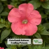 Petunia Seeds – Soft Coral Hanging Basket & Container Flowers – 20 Seeds - Image 1