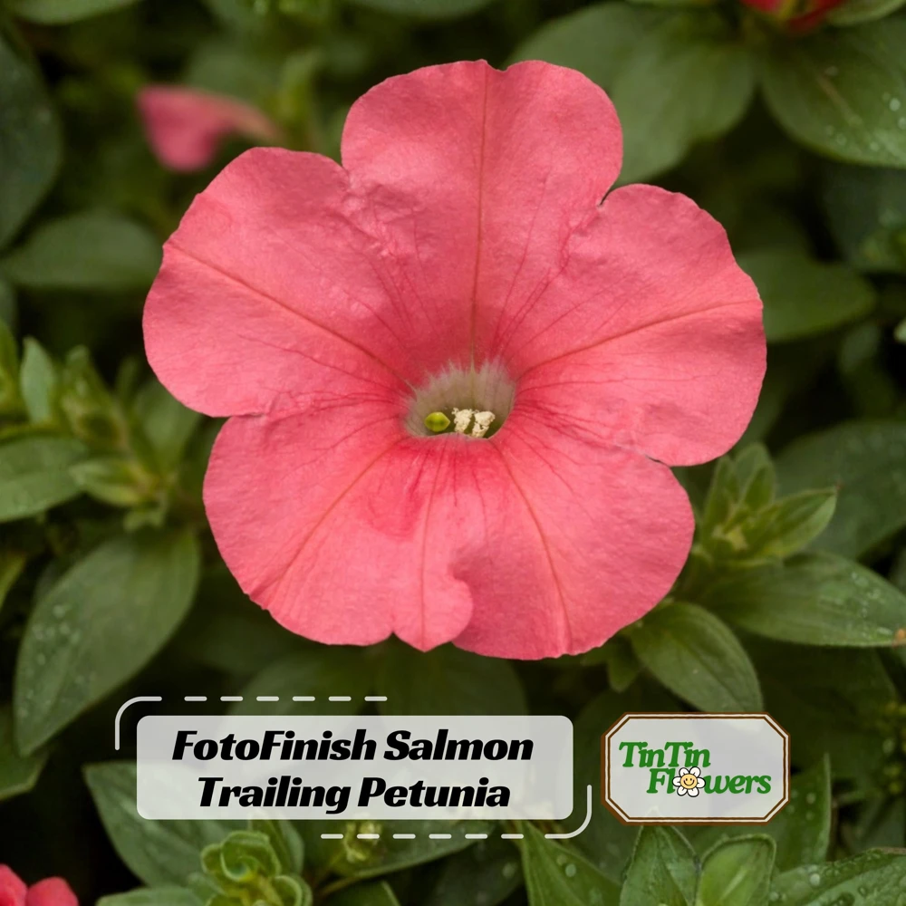 Petunia Seeds – Soft Coral Hanging Basket & Container Flowers – 20 Seeds - Image 1