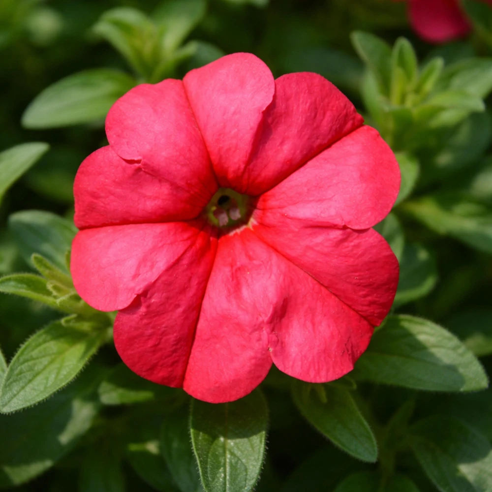 Petunia Seeds – Soft Coral Hanging Basket & Container Flowers – 20 Seeds - Image 9