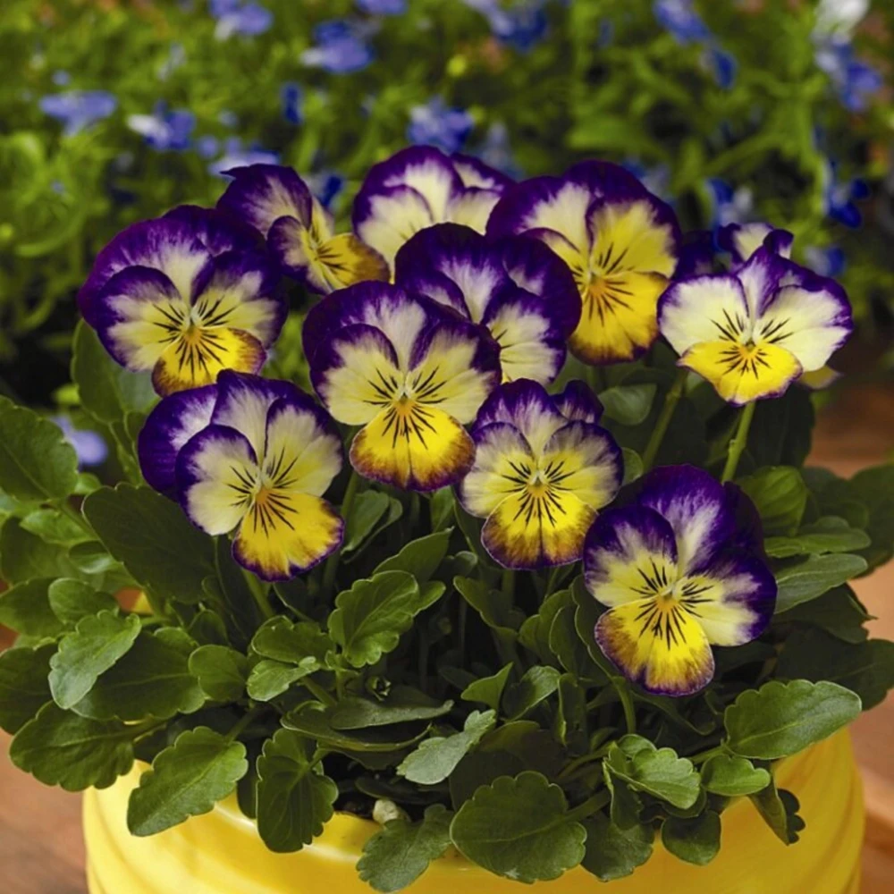 Picotee Viola Seeds - 25 Seeds - Cold Resistant Pansy Seeds - Self-Pollinating - Image 10