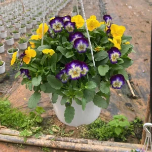 Picotee Viola Seeds - 25 Seeds - Cold Resistant Pansy Seeds - Self-Pollinating - Image 11