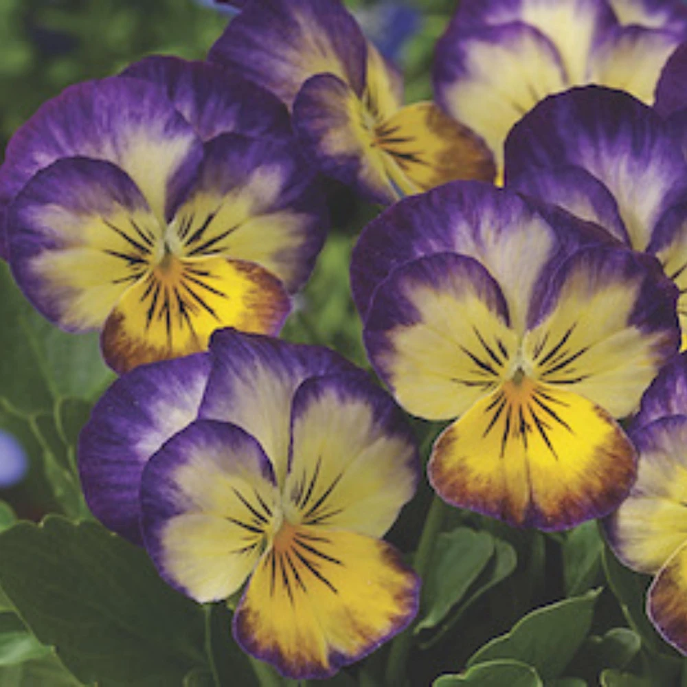 Picotee Viola Seeds - 25 Seeds - Cold Resistant Pansy Seeds - Self-Pollinating - Image 12