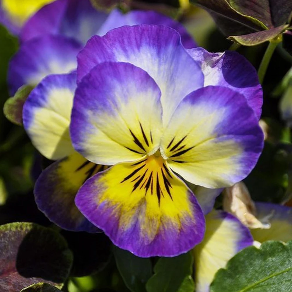 Picotee Viola Seeds - 25 Seeds - Cold Resistant Pansy Seeds - Self-Pollinating - Image 13