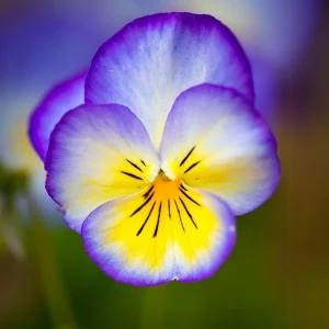Picotee Viola Seeds - 25 Seeds - Cold Resistant Pansy Seeds - Self-Pollinating - Image 14
