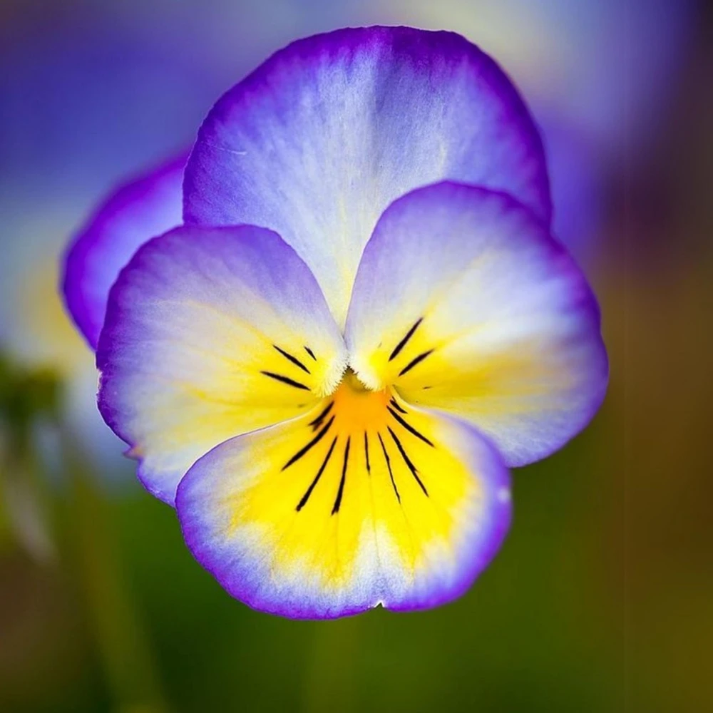 Picotee Viola Seeds - 25 Seeds - Cold Resistant Pansy Seeds - Self-Pollinating - Image 14