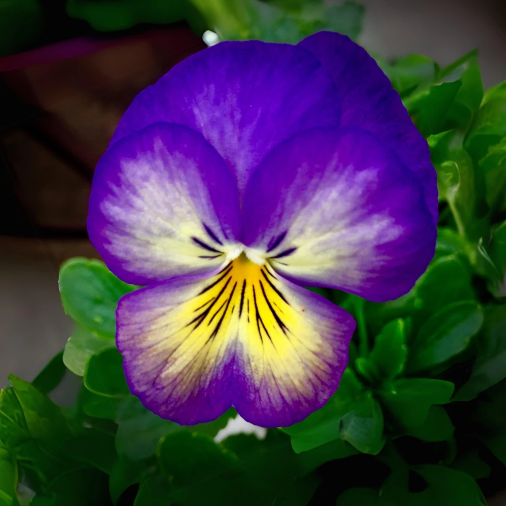 Picotee Viola Seeds - 25 Seeds - Cold Resistant Pansy Seeds - Self-Pollinating - Image 2