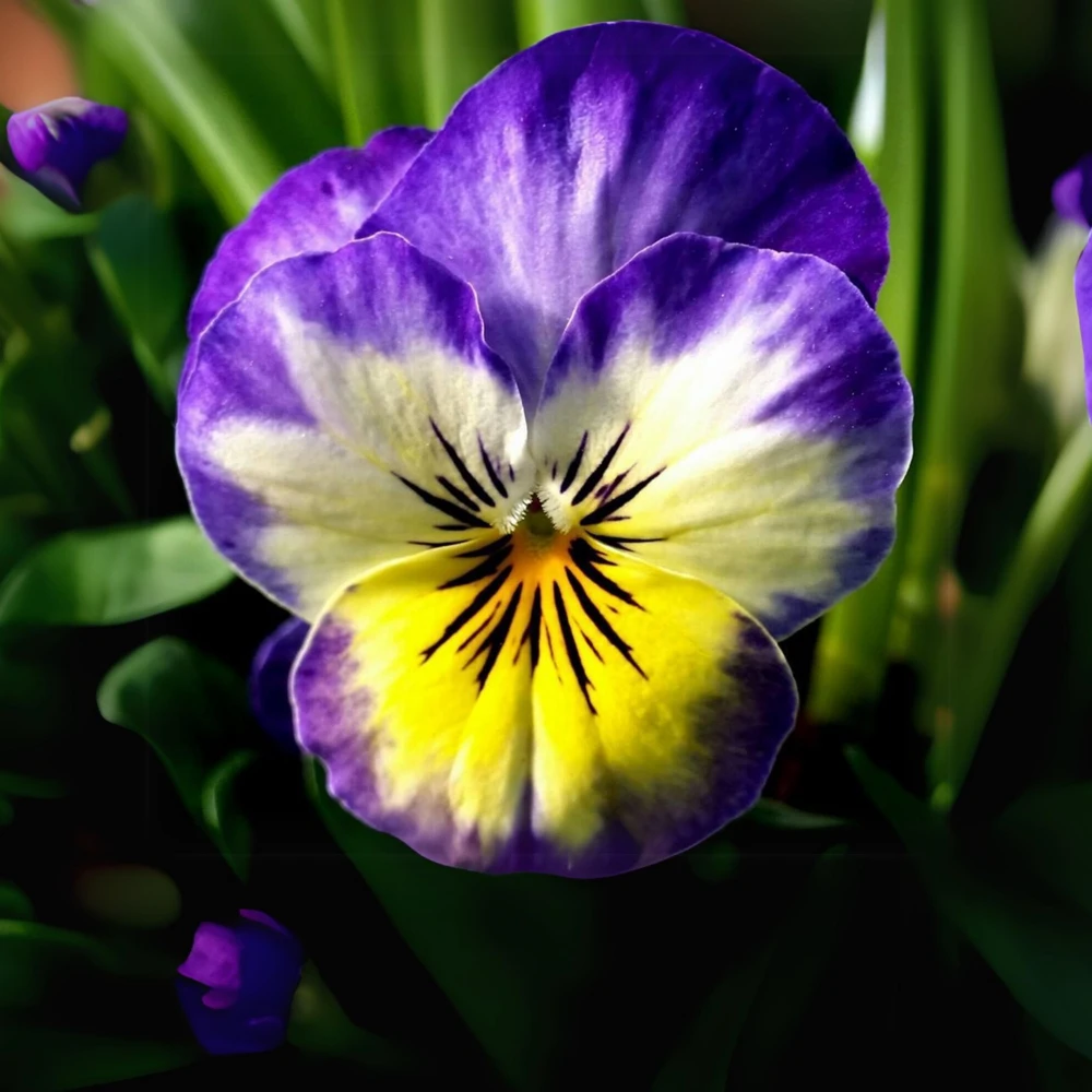 Picotee Viola Seeds - 25 Seeds - Cold Resistant Pansy Seeds - Self-Pollinating - Image 3