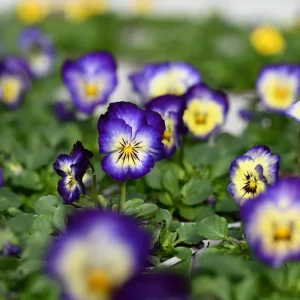 Picotee Viola Seeds - 25 Seeds - Cold Resistant Pansy Seeds - Self-Pollinating - Image 4