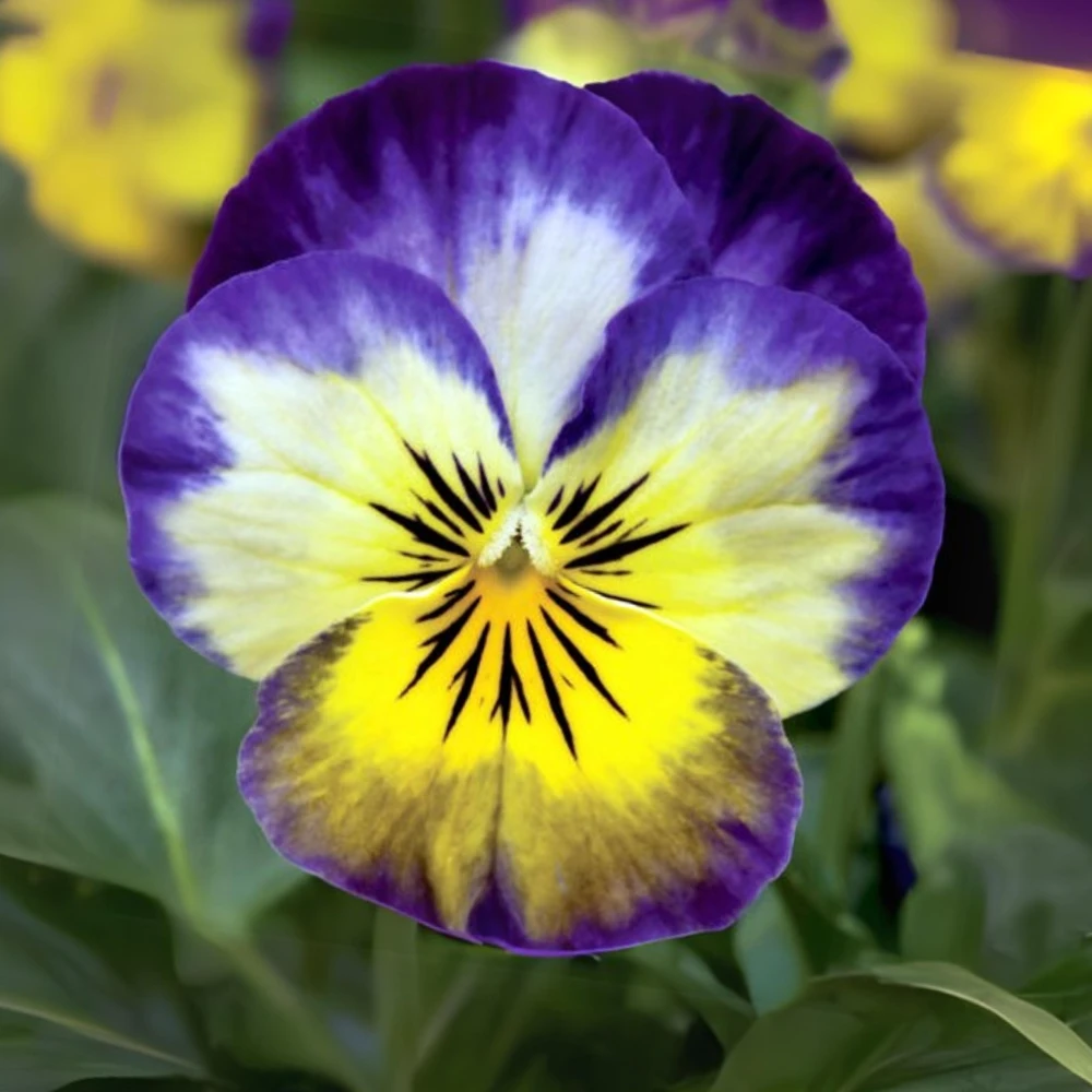 Picotee Viola Seeds - 25 Seeds - Cold Resistant Pansy Seeds - Self-Pollinating - Image 5