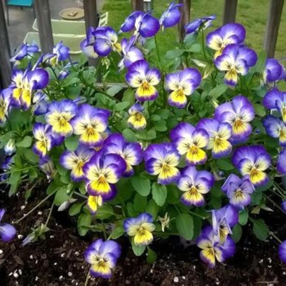 Picotee Viola Seeds - 25 Seeds - Cold Resistant Pansy Seeds - Self-Pollinating - Image 6