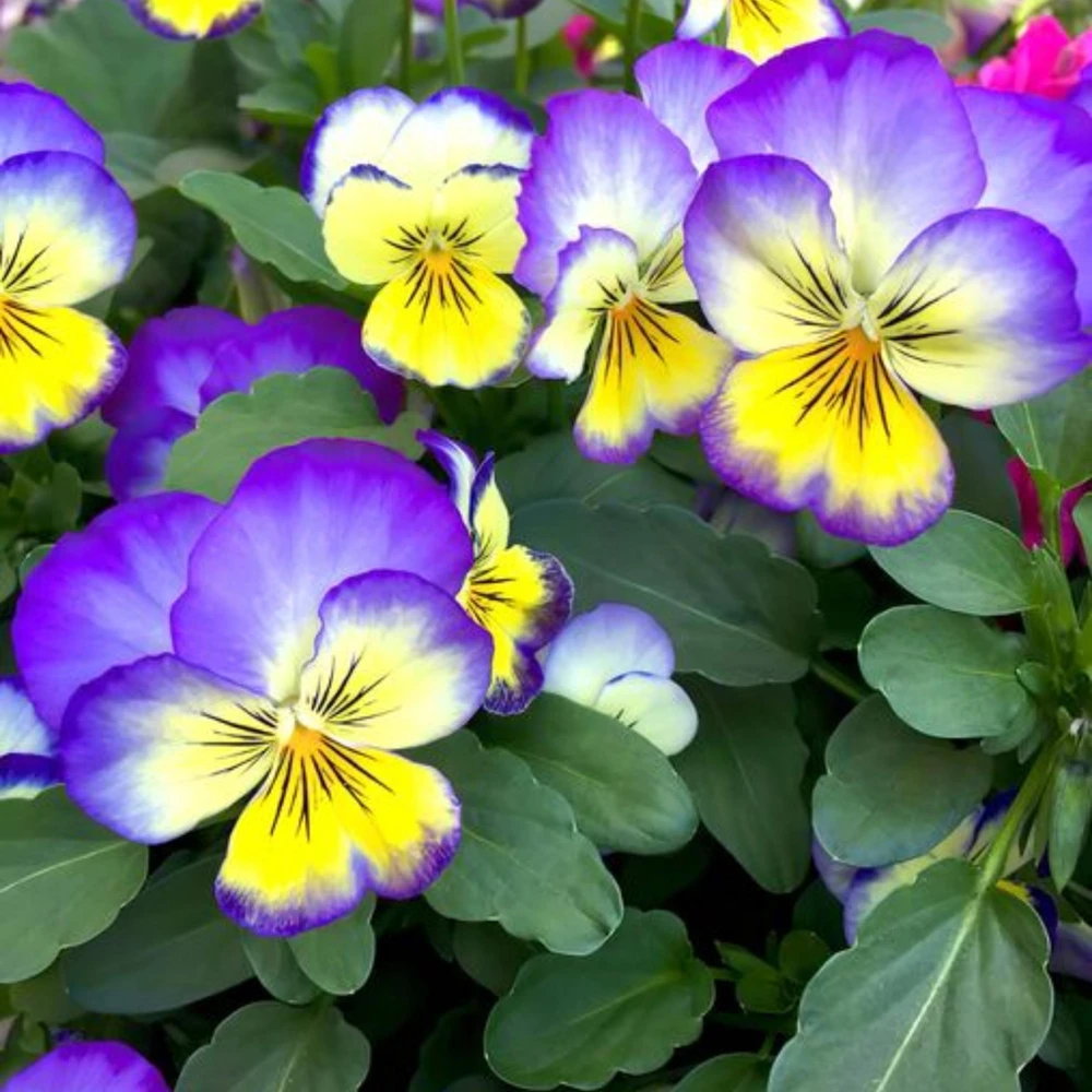 Picotee Viola Seeds - 25 Seeds - Cold Resistant Pansy Seeds - Self-Pollinating - Image 7
