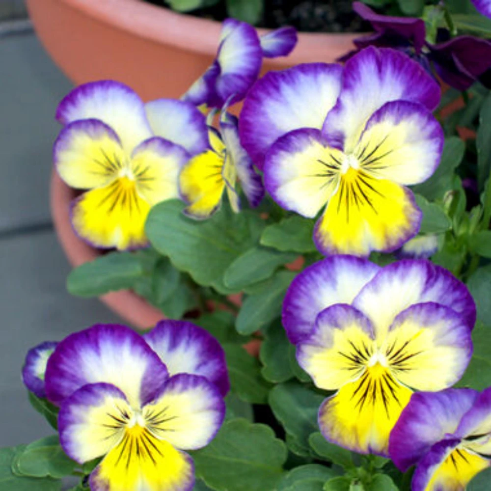 Picotee Viola Seeds - 25 Seeds - Cold Resistant Pansy Seeds - Self-Pollinating - Image 8
