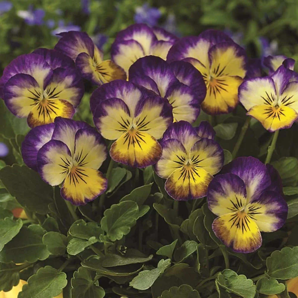 Picotee Viola Seeds - 25 Seeds - Cold Resistant Pansy Seeds - Self-Pollinating - Image 9