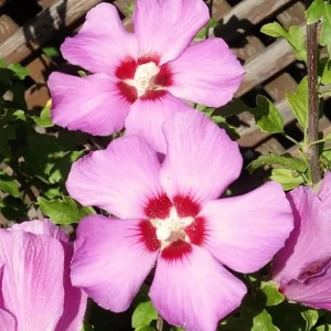 Pink Althea Rose of Sharon Live Plant 8-12 Inch Tall Qt - Hardy Flowering Shrub for Outdoor - Image 3