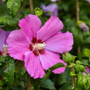 Pink Althea Rose of Sharon Live Plant 8-12 Inch Tall Qt - Hardy Flowering Shrub for Outdoor - Image 5