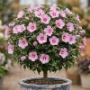 Pink Althea Rose of Sharon 'Red Heart' Live Plant 8-12 Inch Tall, Quart Pot, Outdoor Shrub - Image 1