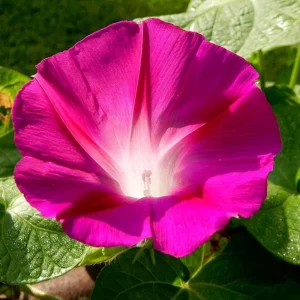 Pink Crimson Morning Glory Seeds - Ipomoea Purpurea - Fast Growing Climbing Vine - 30 Seeds - Image 10