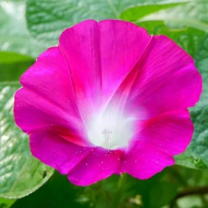 Pink Crimson Morning Glory Seeds - Ipomoea Purpurea - Fast Growing Climbing Vine - 30 Seeds - Image 11