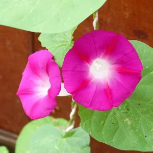 Pink Crimson Morning Glory Seeds - Ipomoea Purpurea - Fast Growing Climbing Vine - 30 Seeds - Image 2