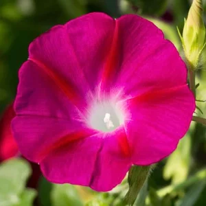 Pink Crimson Morning Glory Seeds - Ipomoea Purpurea - Fast Growing Climbing Vine - 30 Seeds - Image 3