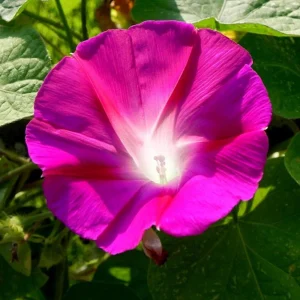 Pink Crimson Morning Glory Seeds - Ipomoea Purpurea - Fast Growing Climbing Vine - 30 Seeds - Image 4