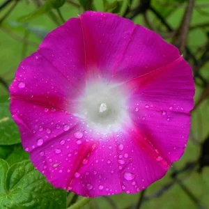 Pink Crimson Morning Glory Seeds - Ipomoea Purpurea - Fast Growing Climbing Vine - 30 Seeds - Image 5