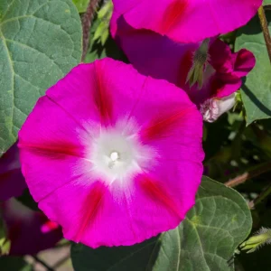 Pink Crimson Morning Glory Seeds - Ipomoea Purpurea - Fast Growing Climbing Vine - 30 Seeds - Image 6