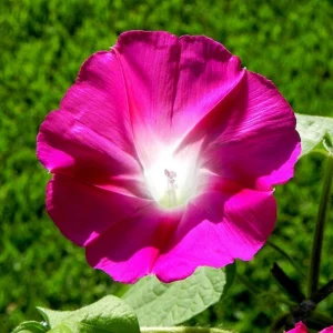 Pink Crimson Morning Glory Seeds - Ipomoea Purpurea - Fast Growing Climbing Vine - 30 Seeds - Image 7
