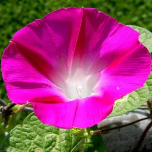 Pink Crimson Morning Glory Seeds - Ipomoea Purpurea - Fast Growing Climbing Vine - 30 Seeds - Image 8
