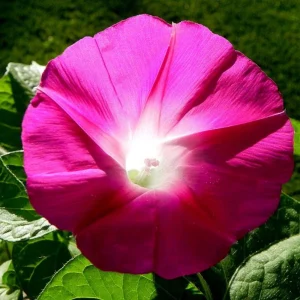 Pink Crimson Morning Glory Seeds - Ipomoea Purpurea - Fast Growing Climbing Vine - 30 Seeds - Image 9