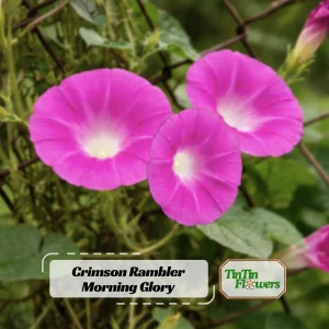 Pink Crimson Morning Glory Seeds - Ipomoea Purpurea - Fast Growing Climbing Vine - 30 Seeds - Image 1