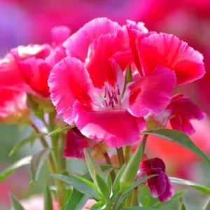 Pink Farewell to Spring Seeds – Godetia Satin Flower Clarkia amoena – 30 Seeds Annual Flowers - Image 10