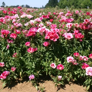 Pink Farewell to Spring Seeds – Godetia Satin Flower Clarkia amoena – 30 Seeds Annual Flowers - Image 11