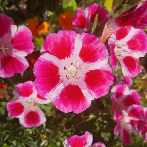 Pink Farewell to Spring Seeds – Godetia Satin Flower Clarkia amoena – 30 Seeds Annual Flowers - Image 12