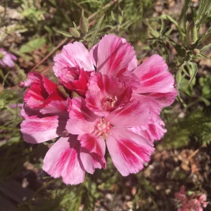 Pink Farewell to Spring Seeds – Godetia Satin Flower Clarkia amoena – 30 Seeds Annual Flowers - Image 13