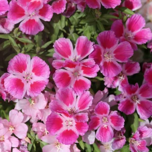 Pink Farewell to Spring Seeds – Godetia Satin Flower Clarkia amoena – 30 Seeds Annual Flowers - Image 14