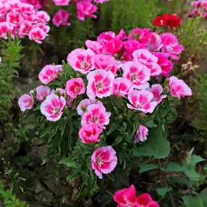 Pink Farewell to Spring Seeds – Godetia Satin Flower Clarkia amoena – 30 Seeds Annual Flowers - Image 15