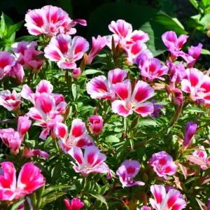 Pink Farewell to Spring Seeds – Godetia Satin Flower Clarkia amoena – 30 Seeds Annual Flowers - Image 2