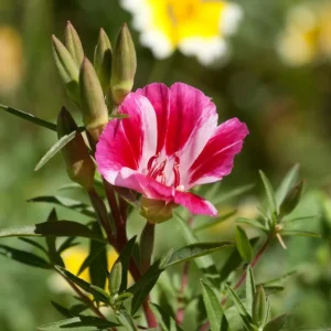 Pink Farewell to Spring Seeds – Godetia Satin Flower Clarkia amoena – 30 Seeds Annual Flowers - Image 3