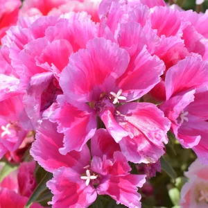 Pink Farewell to Spring Seeds – Godetia Satin Flower Clarkia amoena – 30 Seeds Annual Flowers - Image 4