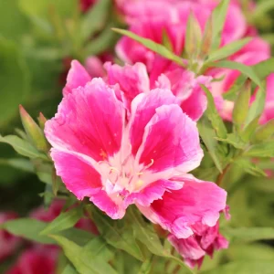 Pink Farewell to Spring Seeds – Godetia Satin Flower Clarkia amoena – 30 Seeds Annual Flowers - Image 5