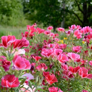 Pink Farewell to Spring Seeds – Godetia Satin Flower Clarkia amoena – 30 Seeds Annual Flowers - Image 6