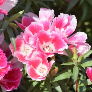 Pink Farewell to Spring Seeds – Godetia Satin Flower Clarkia amoena – 30 Seeds Annual Flowers - Image 7