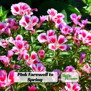 Pink Farewell to Spring Seeds – Godetia Satin Flower Clarkia amoena – 30 Seeds Annual Flowers - Image 1