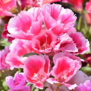 Pink Farewell to Spring Seeds – Godetia Satin Flower Clarkia amoena – 30 Seeds Annual Flowers - Image 8
