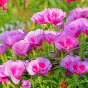 Pink Farewell to Spring Seeds – Godetia Satin Flower Clarkia amoena – 30 Seeds Annual Flowers - Image 9